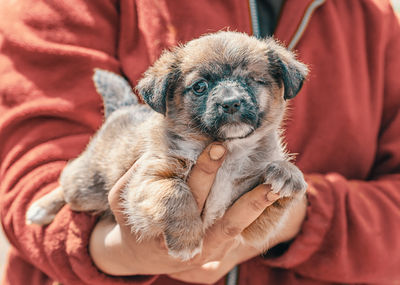 Close-up of dog