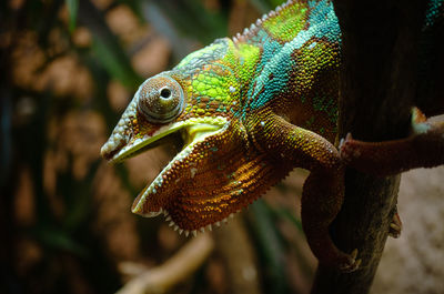 Close-up of chameleon on tree branch