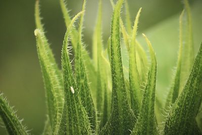 Budding sunflower