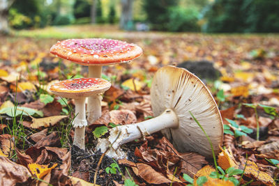 Close-up of mushroom growing on field ...