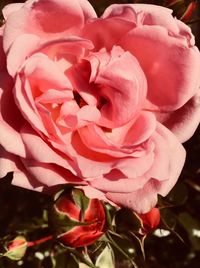 Close-up of pink rose blooming outdoors