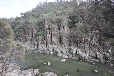 Scenic view of river amidst trees in forest