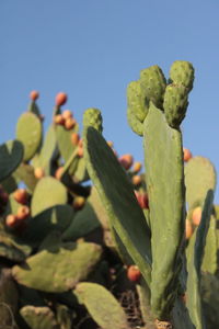 Close-up of succulent plant growing against sky