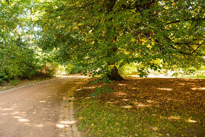 Road amidst trees and plants