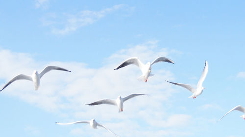 Low angle view of seagulls flying