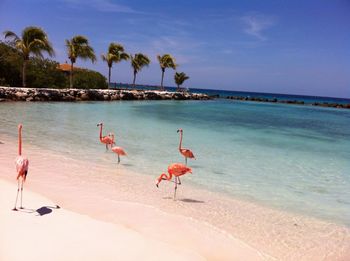 Flamingos at beach against sky