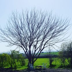 Bare tree on field against sky