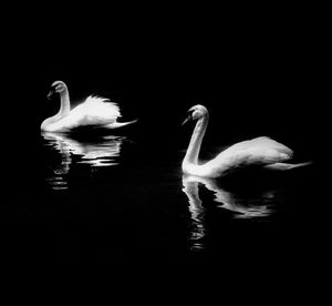 Swans swimming in lake