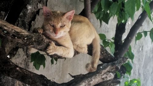 Cat sitting on branch