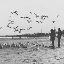 Reflection of birds in water