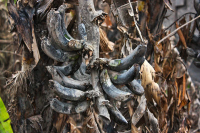 Full frame shot of dry leaves on field