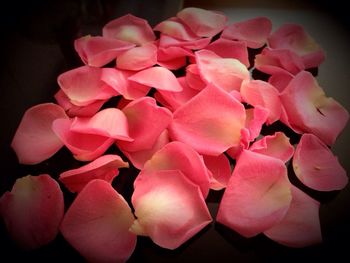 Close-up of pink rose