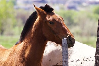 Close-up of a horse on field