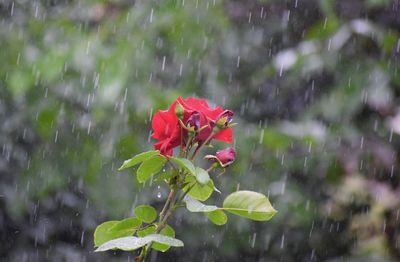 Close-up of raindrops on pink flowers