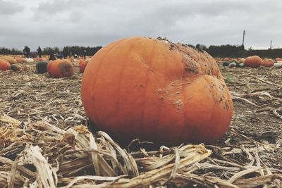 Close-up of pumpkins on field against sky