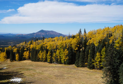 Scenic view of pine trees in forest against sky