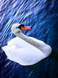 View of a duck in a lake