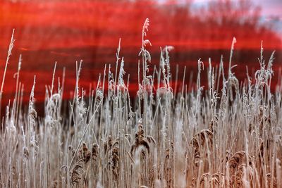 Close-up of plants on field