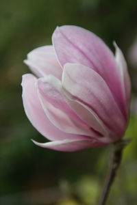 Close-up of pink flower blooming outdoors