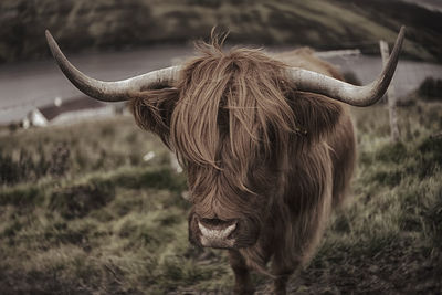 Portrait of highland cattle standing on grassy field