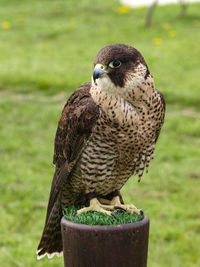 Peregrine falcon perched on a pole