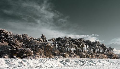 Trees on snow covered field against sky