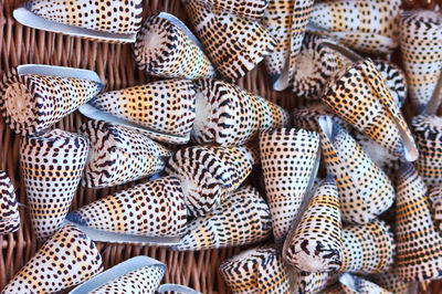 Many sea shells / snail shells for tourists and travelers as souvenirs or as healthy sea food