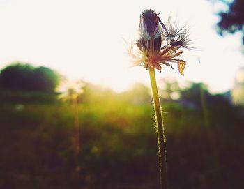 Close-up of dandelion growing on field