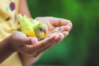 Midsection of girl holding bird outdoors