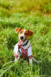 Cute puppy jack russell terrier- a patriot of ukraine