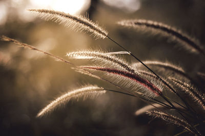 Close-up of plant against sky