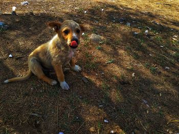 High angle view of dog sitting on field