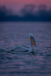 Pelican swimming in lake