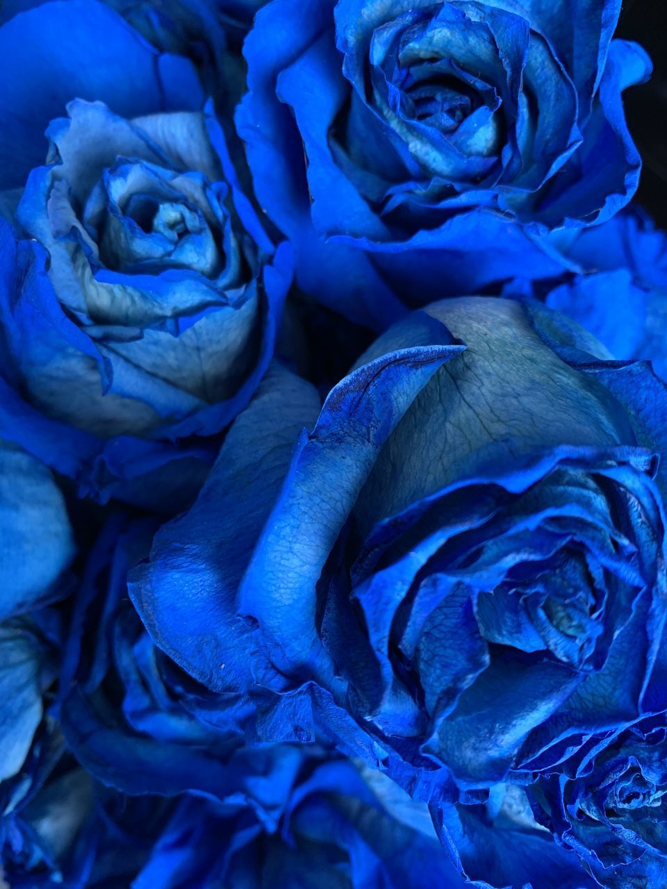 FULL FRAME SHOT OF BLUE ROSE