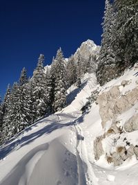 Snow covered pine trees against mountain