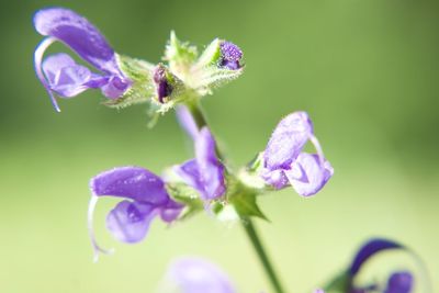 Close-up of insect on purple flower