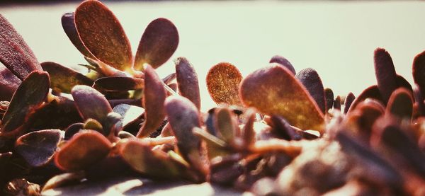 Close-up of flowering plants on field against sky