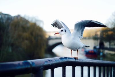 Close-up of seagull perching on railing against sky