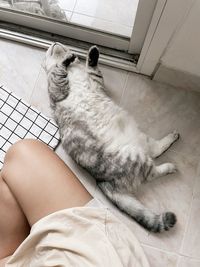 Low section of cat relaxing on floor