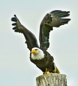 Low angle view of bird perching on tree