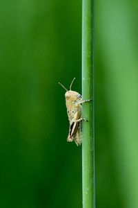 Close-up of insect on blade of grass