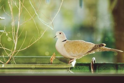 Close-up of bird perching on leaf