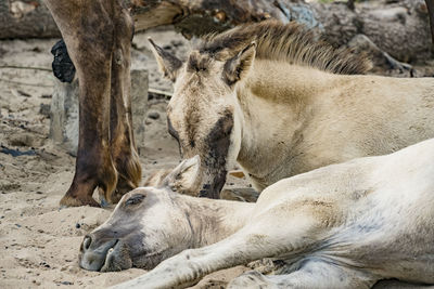 Close-up of horse