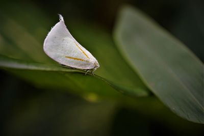Close-up of flatid planthopper  on leaf
