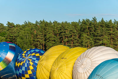 Multi colored balloons against trees and blue sky