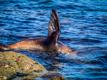 Close-up of seal diving into water