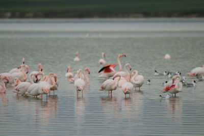 Flamingo birds in salt lake