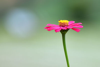 Close-up of pink flower