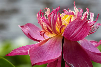 Close-up of pink lily