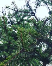 Low angle view of pine tree